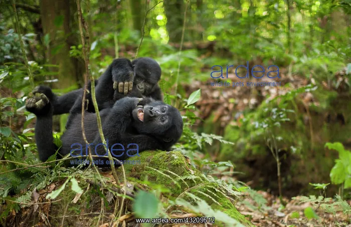 : Mountain gorillas, Volcanoes National Park : Mountain gorillas, Volcanoes National Park