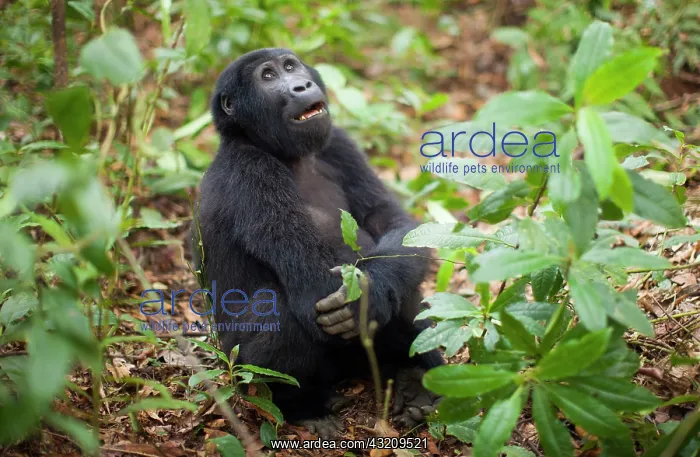 : Mountain gorillas, Volcanoes National Park : Mountain gorillas, Volcanoes National Park