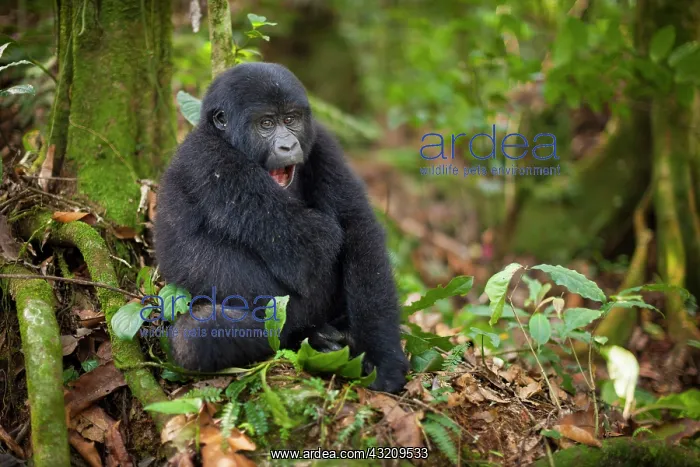 : Mountain gorillas, Volcanoes National Park : Mountain gorillas, Volcanoes National Park