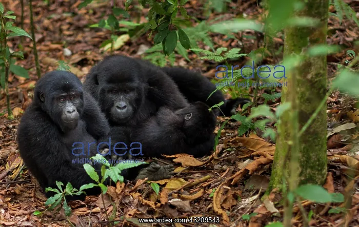 : Mountain gorillas, Volcanoes National Park : Mountain gorillas, Volcanoes National Park