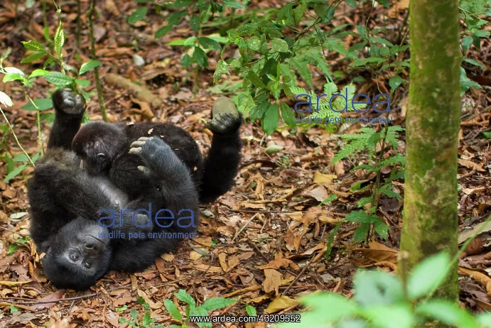 : Mountain gorillas, Volcanoes National Park : Mountain gorillas, Volcanoes National Park