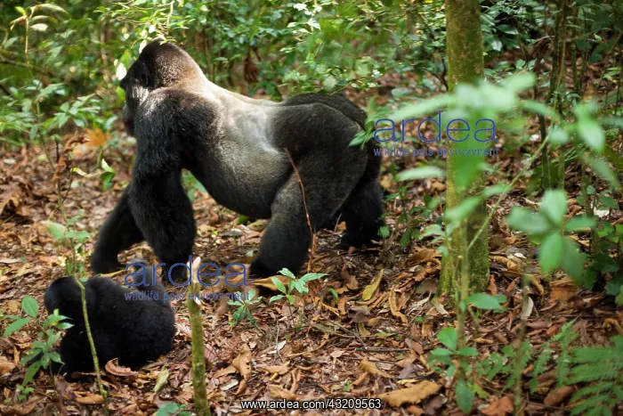 : Mountain gorillas, Volcanoes National Park : Mountain gorillas, Volcanoes National Park