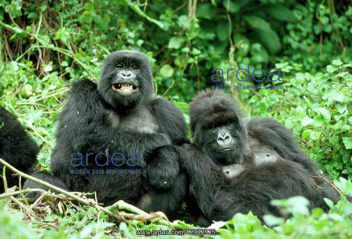 : Mountain GORILLAS - x two females Murraha and Poppy : Mountain GORILLAS - x two females Murraha and Poppy
