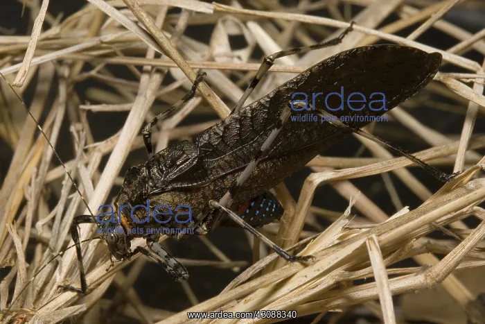 : Mountain grasshopper : Mountain grasshopper