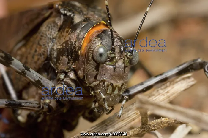  : Mountain grasshopper