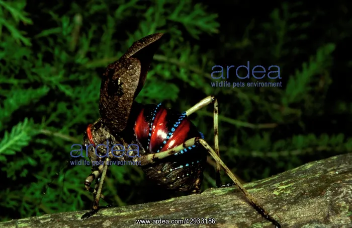 : Mountain grasshopper - female with forewings (tegmina) : Mountain grasshopper - female with forewings (tegmina)