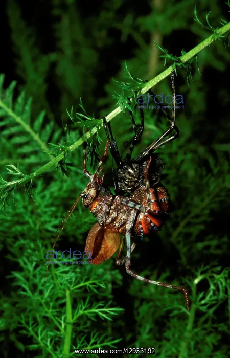 : Mountain grasshopper - female moulting to adult stage : Mountain grasshopper - female moulting to adult stage