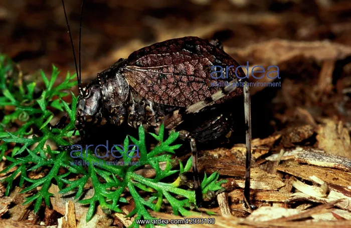 : Mountain grasshopper - flightless female with forewings : Mountain grasshopper - flightless female with forewings