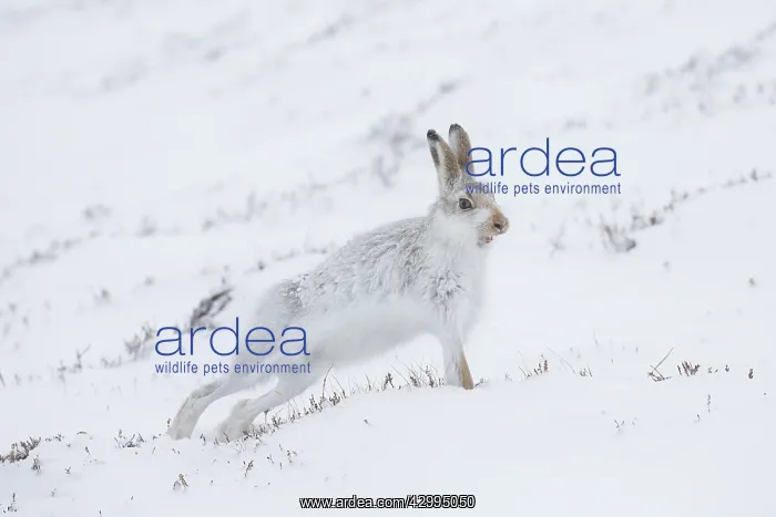 : Mountain Hare - adult hare streching - Cairngorms : Mountain Hare - adult hare streching - Cairngorms
