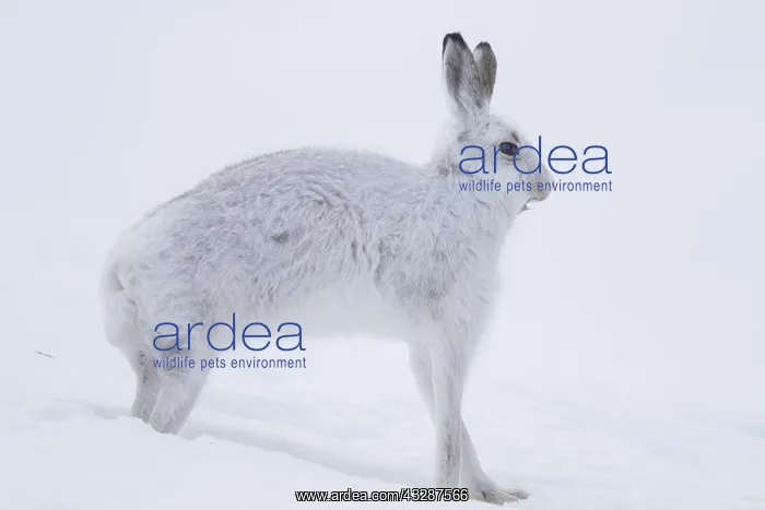 : Mountain Hare - adult hare streching - Cairngorms : Mountain Hare - adult hare streching - Cairngorms