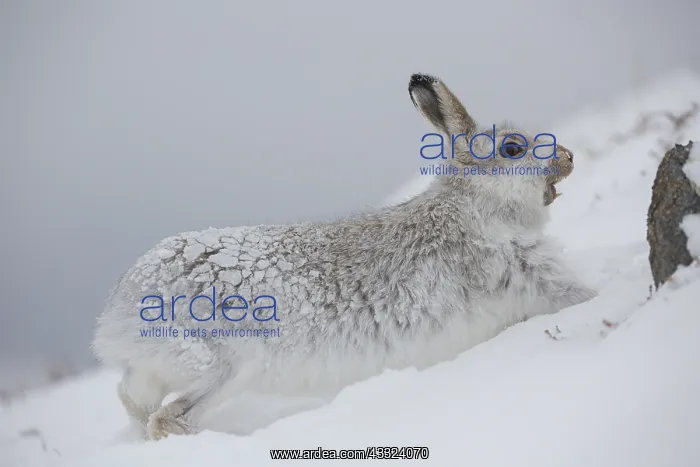 : Mountain Hare - adult hare streching - Cairngorms : Mountain Hare - adult hare streching - Cairngorms