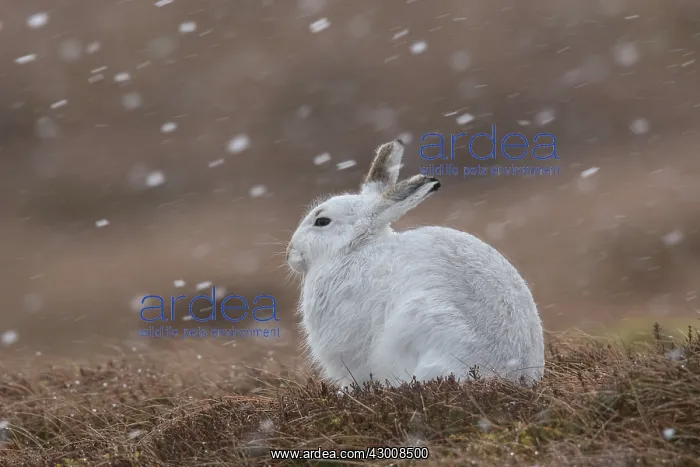 : Mountain Hare - adult hare in winter coat - Cairngorms : Mountain Hare - adult hare in winter coat - Cairngorms