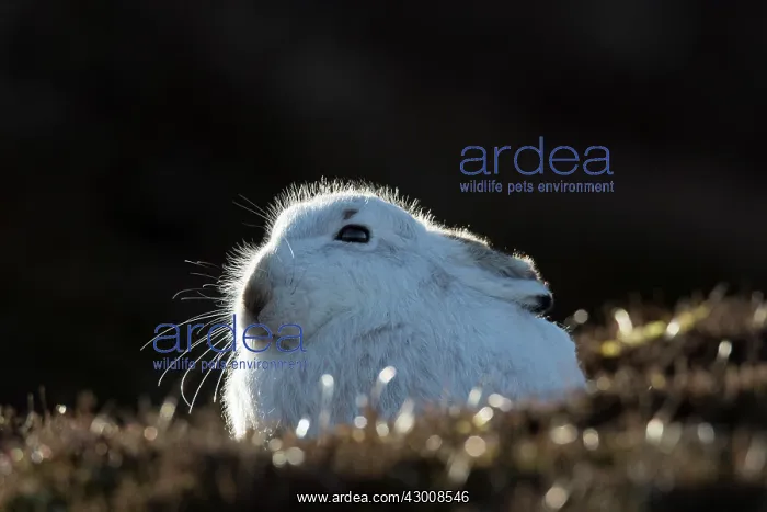 : Mountain Hare - adult hare in winter coat - Cairngorms : Mountain Hare - adult hare in winter coat - Cairngorms