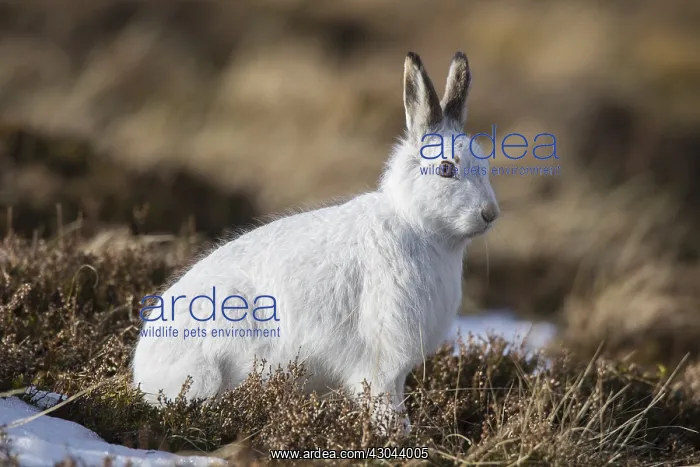 : Mountain Hare - adult hare in winter pelage - : Mountain Hare - adult hare in winter pelage -
