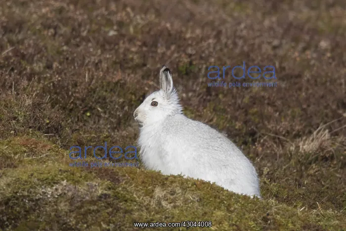  : Mountain Hare - adult hare in winter pelage -