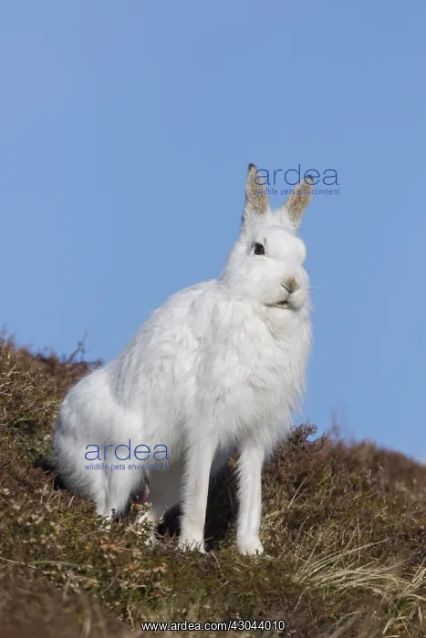 : Mountain Hare - adult hare in winter pelage - : Mountain Hare - adult hare in winter pelage -