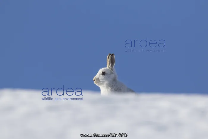  : Mountain Hare - adult hare in winter pelage -