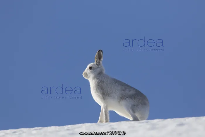 : Mountain Hare - adult hare in winter pelage - : Mountain Hare - adult hare in winter pelage -