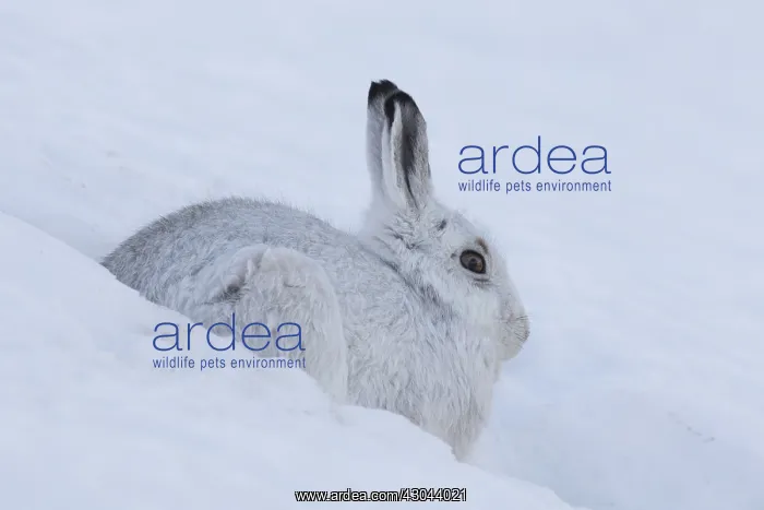 : Mountain Hare - adult hare in winter pelage - : Mountain Hare - adult hare in winter pelage -