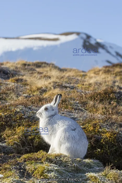 : Mountain Hare - adult hare in winter pelage - : Mountain Hare - adult hare in winter pelage -