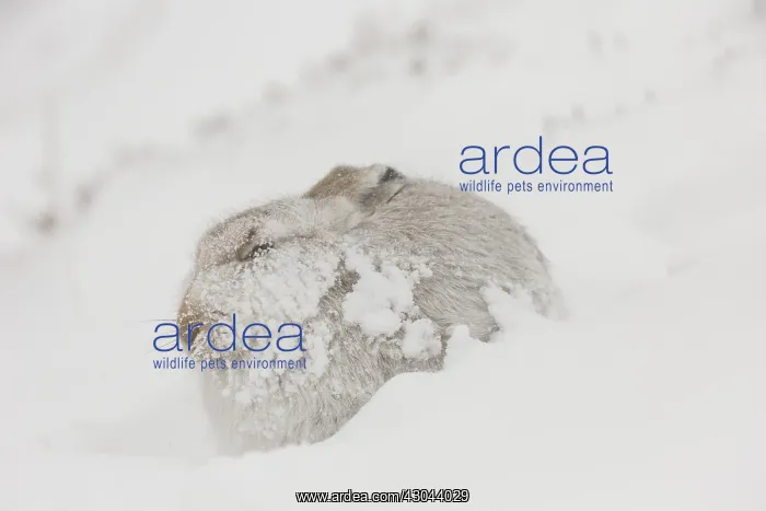  : Mountain Hare - adult hare in winter pelage -