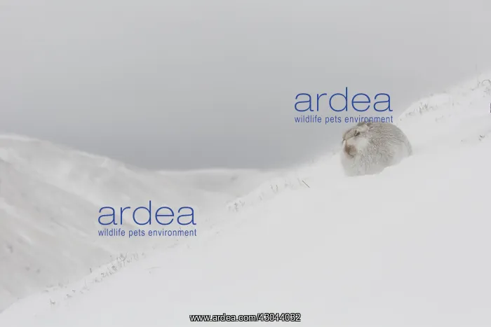 : Mountain Hare - adult hare in winter pelage - : Mountain Hare - adult hare in winter pelage -