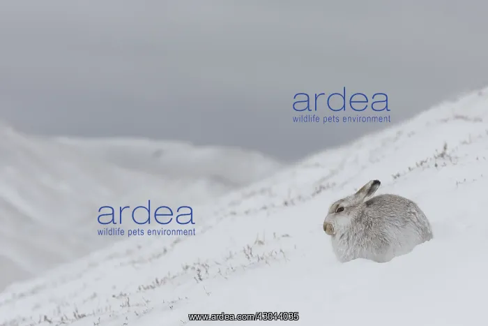 : Mountain Hare - adult hare in winter pelage - : Mountain Hare - adult hare in winter pelage -