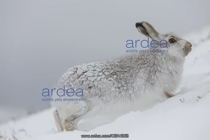 : Mountain Hare - adult hare in winter pelage - : Mountain Hare - adult hare in winter pelage -