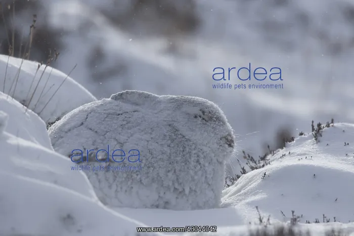 : Mountain Hare - adult hare in winter pelage - : Mountain Hare - adult hare in winter pelage -