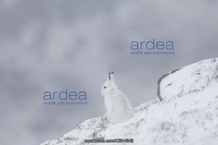 : Mountain Hare - adult hare in winter pelage - : Mountain Hare - adult hare in winter pelage -