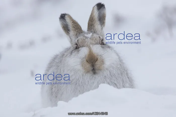  : Mountain Hare - adult hare in winter pelage -