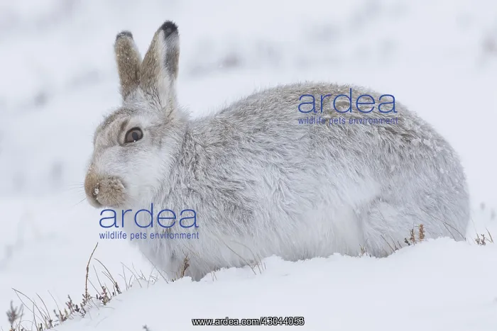 : Mountain Hare - adult hare in winter pelage -