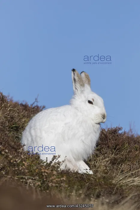 : Mountain Hare - adult hare in winter pelage - : Mountain Hare - adult hare in winter pelage -