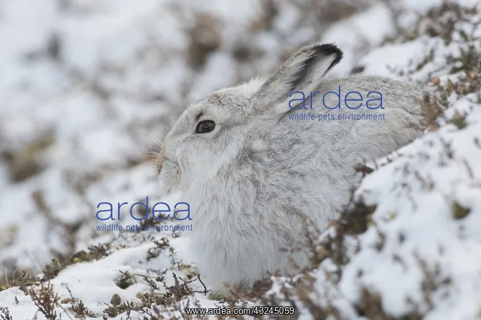 : Mountain Hare - adult hare in winter pelage - : Mountain Hare - adult hare in winter pelage -