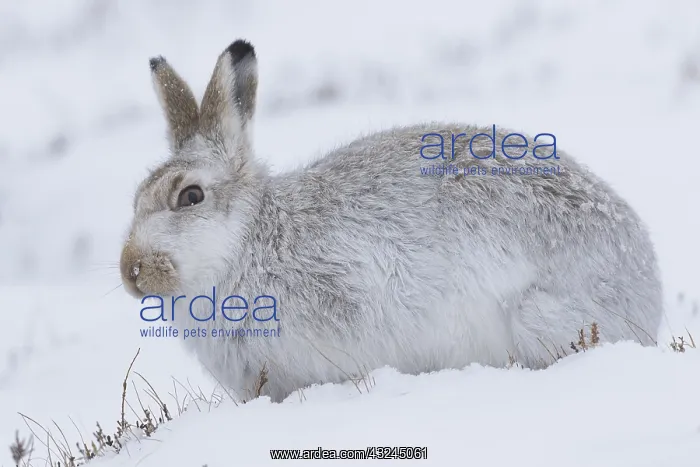 : Mountain Hare - adult hare in winter pelage - : Mountain Hare - adult hare in winter pelage -