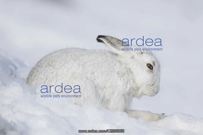 : Mountain Hare - adult hare in winter pelage - Cairngorms : Mountain Hare - adult hare in winter pelage - Cairngorms