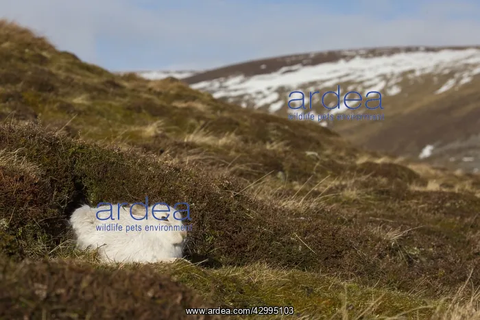 : Mountain Hare - adult hare in winter pelage - Cairngorms : Mountain Hare - adult hare in winter pelage - Cairngorms