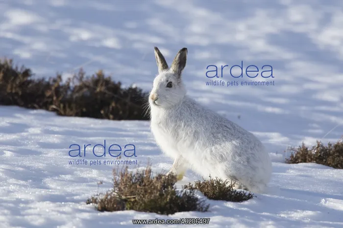 : Mountain Hare - adult hare in winter pelage - Cairngorms : Mountain Hare - adult hare in winter pelage - Cairngorms