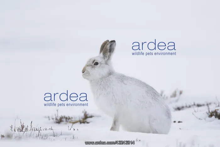 : Mountain Hare - adult hare in winter pelage - Cairngorms : Mountain Hare - adult hare in winter pelage - Cairngorms