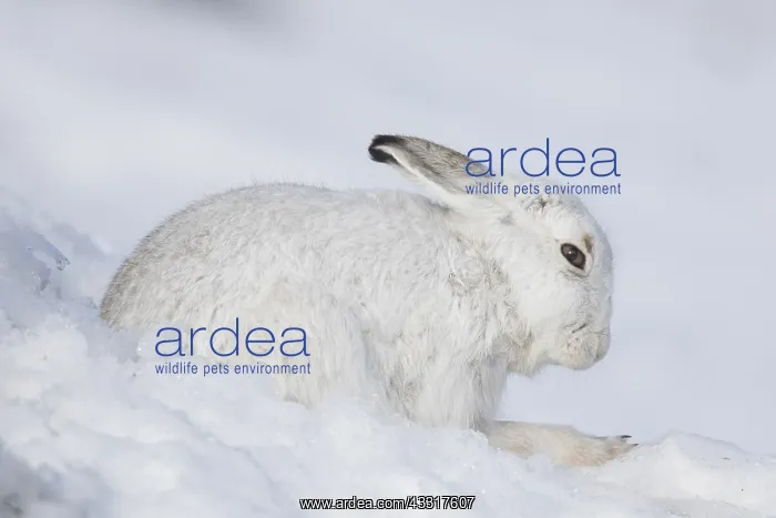 : Mountain Hare - adult hare in winter pelage - Cairngorms : Mountain Hare - adult hare in winter pelage - Cairngorms