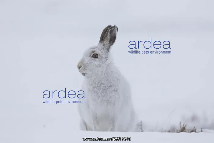 : Mountain Hare - adult hare in winter pelage - Cairngorms : Mountain Hare - adult hare in winter pelage - Cairngorms