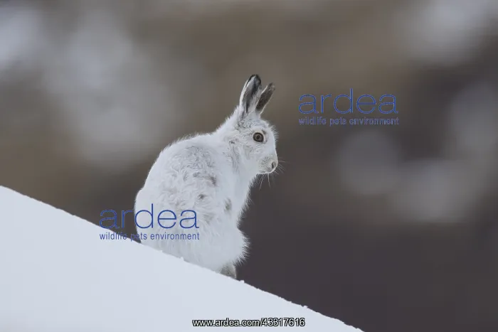 : Mountain Hare - adult hare in winter pelage - Cairngorms : Mountain Hare - adult hare in winter pelage - Cairngorms