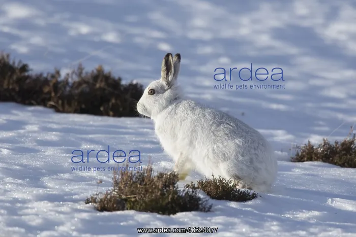  : Mountain Hare - adult hare in winter pelage - Cairngorms
