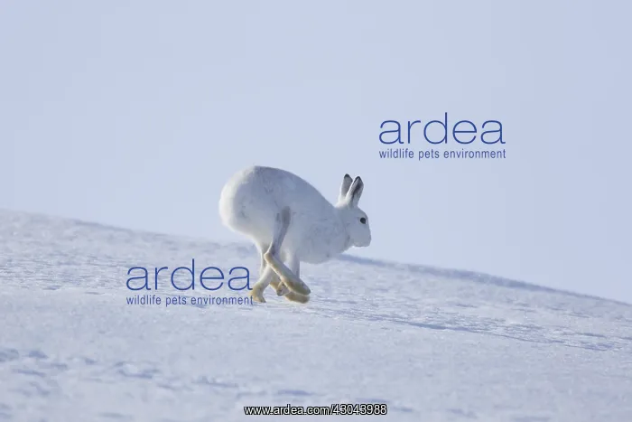  : Mountain Hare - adult hare in winter pelage running