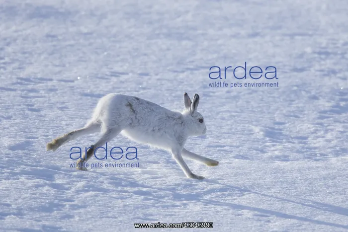 : Mountain Hare - adult hare in winter pelage running : Mountain Hare - adult hare in winter pelage running