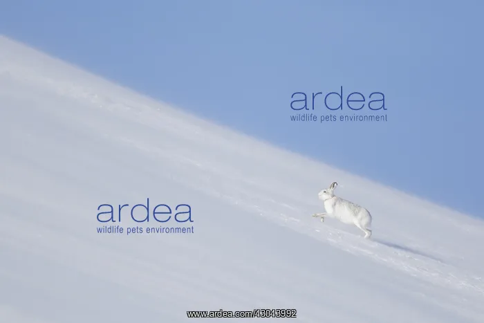 : Mountain Hare - adult hare in winter pelage running : Mountain Hare - adult hare in winter pelage running