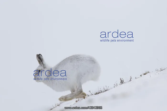  : Mountain Hare - adult hare in winter pelage running