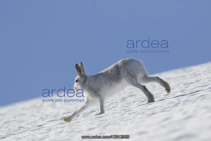 : Mountain Hare - adult hare in winter pelage running : Mountain Hare - adult hare in winter pelage running