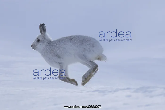 : Mountain Hare - adult hare in winter pelage running : Mountain Hare - adult hare in winter pelage running