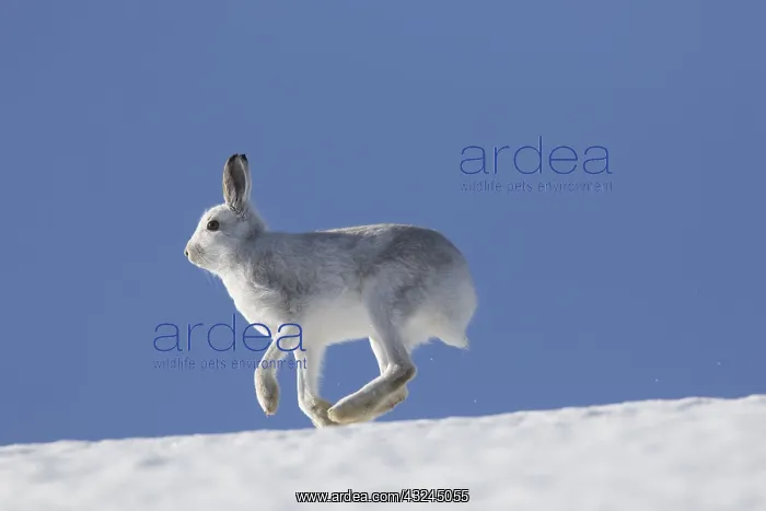 : Mountain Hare - adult hare in winter pelage running : Mountain Hare - adult hare in winter pelage running